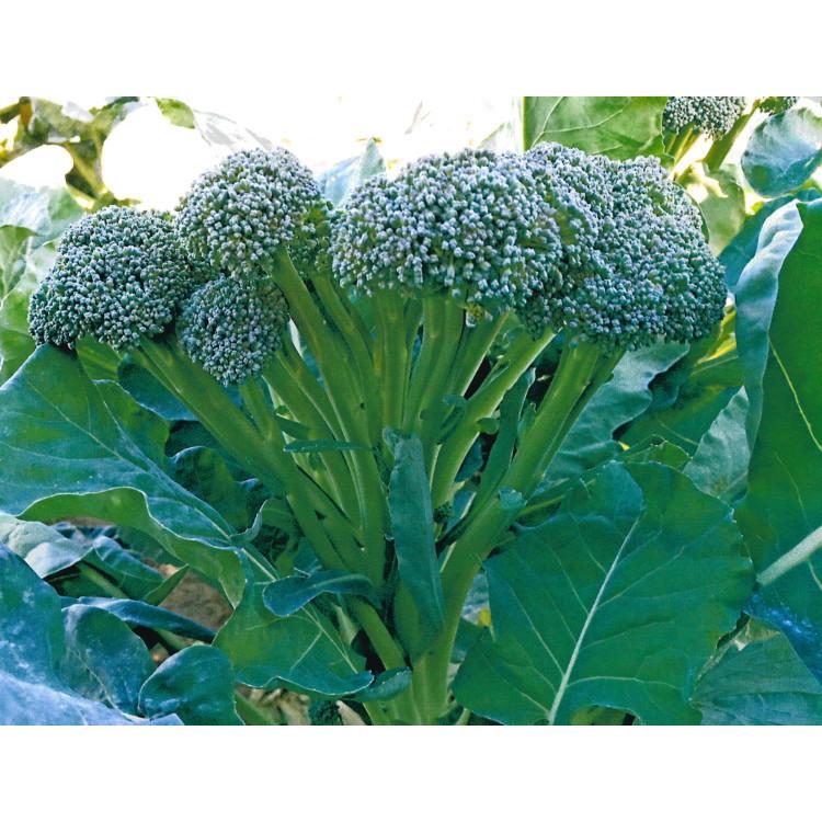 茎ブロッコリー 種子 ブロフローレ 50粒 ブロッコロ Broccole｜naeyanohaba｜03