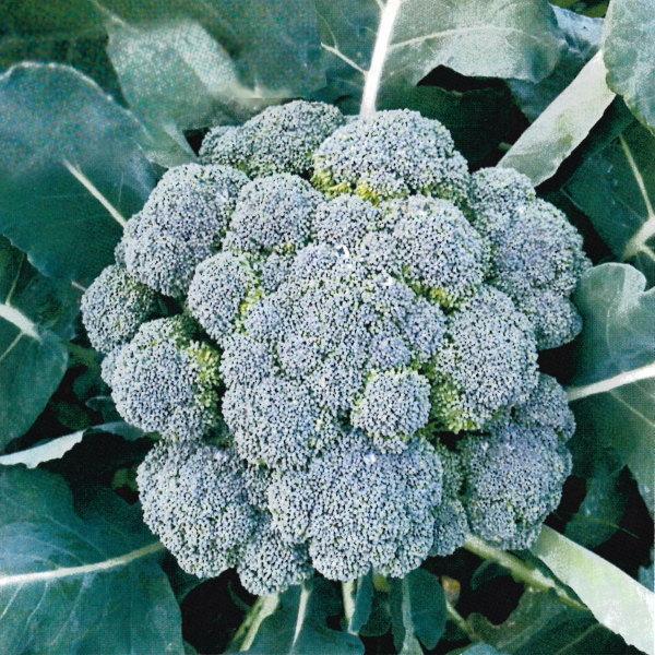 茎ブロッコリー 種子 ブロフローレ 50粒 ブロッコロ Broccole｜naeyanohaba｜04
