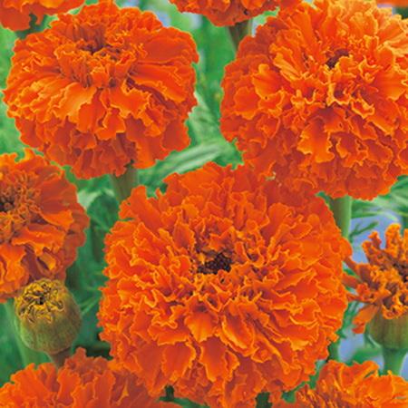 マリーゴールド 種子 キースオレンジ （育苗可能本数：およそ20本) 30