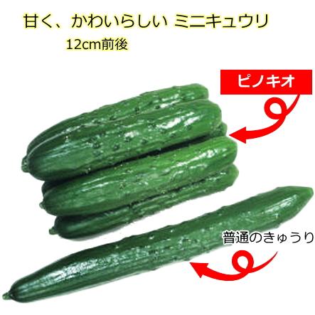 当季大流行 ミニキュウリ 胡瓜 種子 ピノキオ 19粒 きゅうり Whitesforracialequity Org