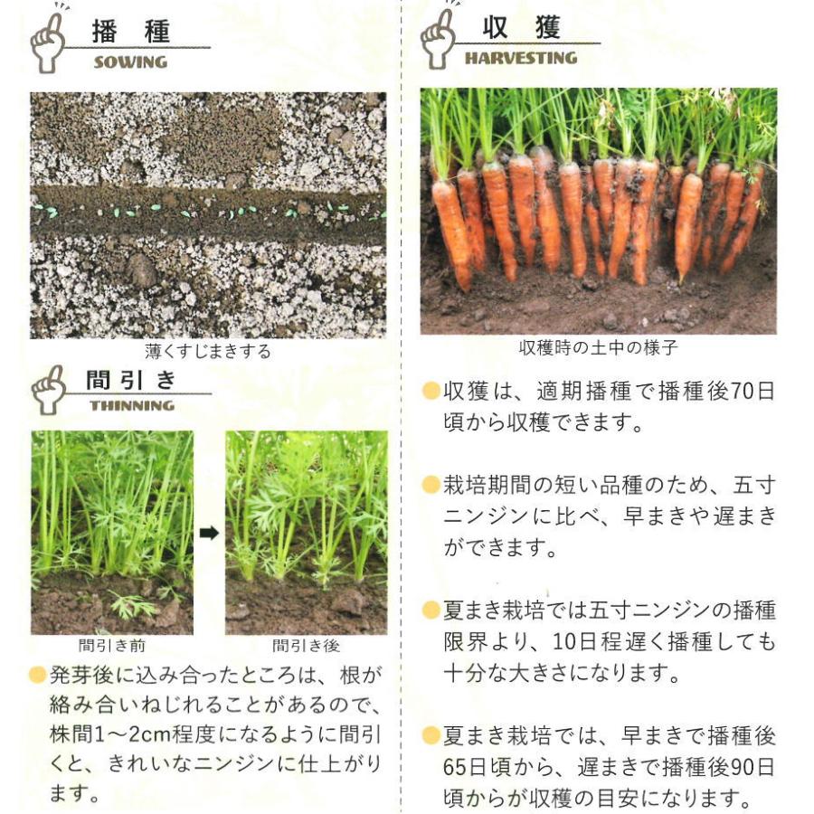 ニンジン 種子 メロディーライン 700粒 人参 にんじん なえ屋の羽場 通販 Yahoo ショッピング