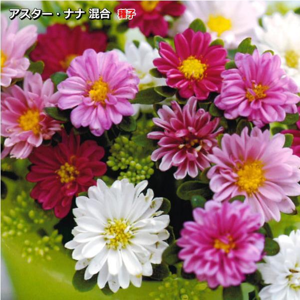 99円 初回限定お試し価格 アスター 種子 ナナ 混合 0 5ml 育苗可能本数 およそ40本