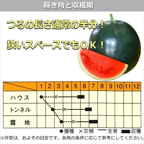 スイカ 種子 一坪の贅沢西瓜 ひとつぼのぜいたくスイカ 9粒 : なえ屋の