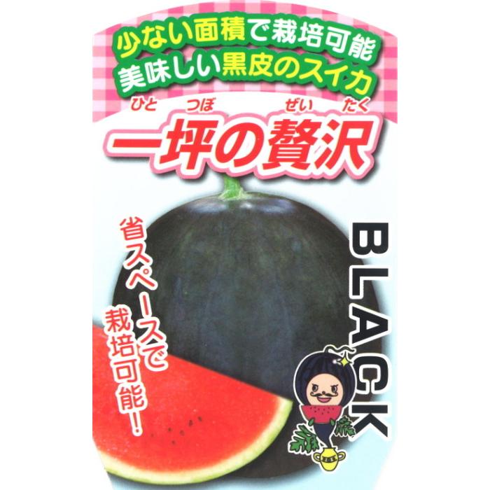 スイカ 種子 一坪の贅沢西瓜 ひとつぼのぜいたくスイカ 9粒 : なえ屋の