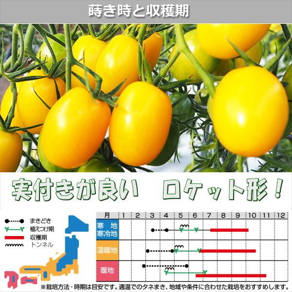 ミニトマト 種子 イエローアイコ 13粒 とまと｜naeyanohaba｜02