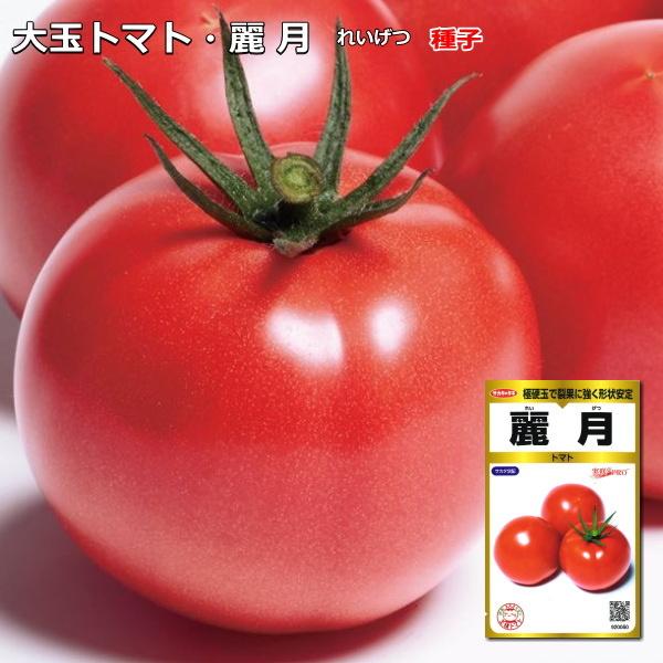 大玉トマト 70％OFFアウトレット ★決算特価商品★ 種子 麗月 とまと 40粒 れいげつ