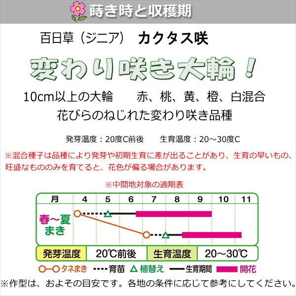 百日草（ジニア）・カクタス咲 混合 2.5ml（育苗可能本数：およそ25本