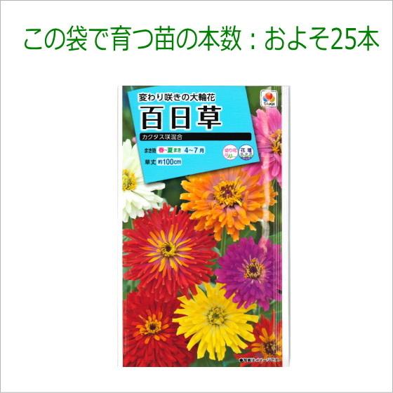 百日草カクタス咲き色混合の種 百日草（ジニア）・カクタス咲 混合 2.5ml（育苗可能本数：およそ25本