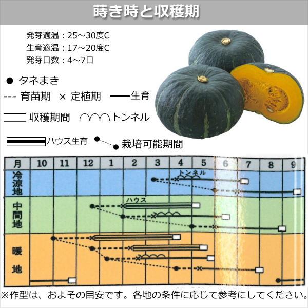 カボチャ 南瓜 種子 グラッセ 9粒 かぼちゃ｜naeyanohaba｜02