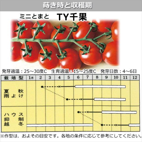 ミニトマト・TY千果 種子 9粒｜naeyanohaba｜02