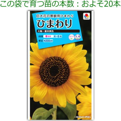 ひまわり 種子 タキイ交配 大輪一重咲黄色 8ml : なえ屋の羽場 - 通販