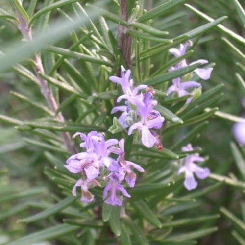 ローズマリー ウッド 10 5cmポット苗 ハーブ なえ屋の羽場 通販 Yahoo ショッピング