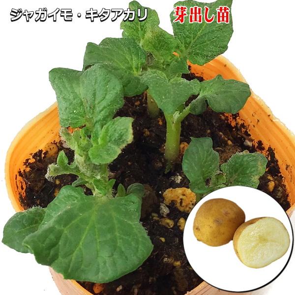 秋植え用じゃがいも キタアカリ 芽出し苗 ジャガイモ なえ屋の羽場 通販 Yahoo ショッピング