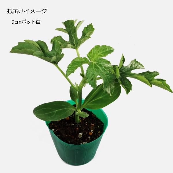 接ぎ木 スイカ 金色羅皇 こんじきらおう 9cmポット苗 西瓜 : なえ屋の