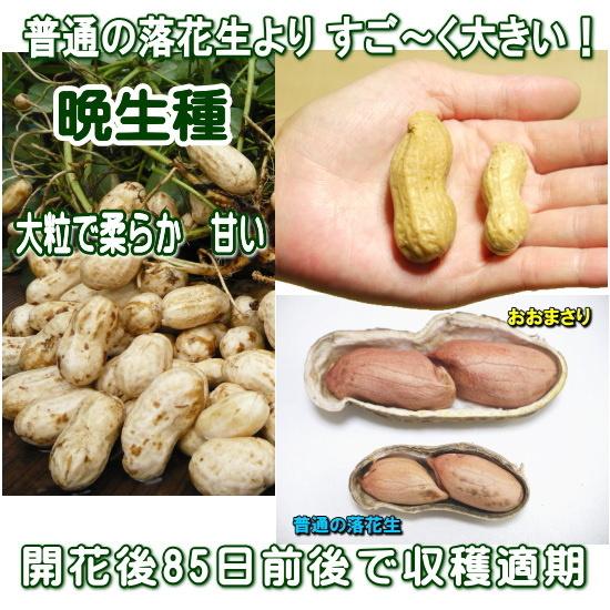 落花生 おおまさりネオ 2粒植え 9cmポット苗 ピーナツ : なえ屋の羽場