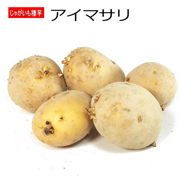 ジャガイモ・アイマサリ 種芋 500g 秋植え用ジャガイモ L〜Sサイズ（Yahoo!・なえ屋の羽場）