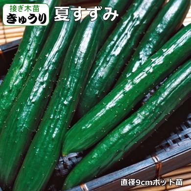 接ぎ木 きゅうり 夏すずみ 10.5cmポット苗 胡瓜 : なえ屋の羽場 - 通販