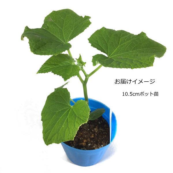 接ぎ木 きゅうり 夏すずみ 10.5cmポット苗 胡瓜 : なえ屋の羽場 - 通販