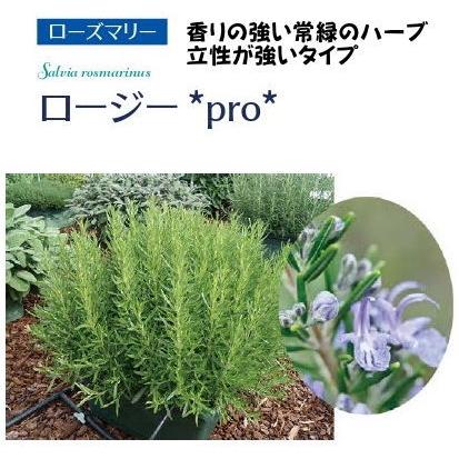 ロージープロ 立性 ローズマリー 9cmポット苗 : なえ屋の羽場 - 通販