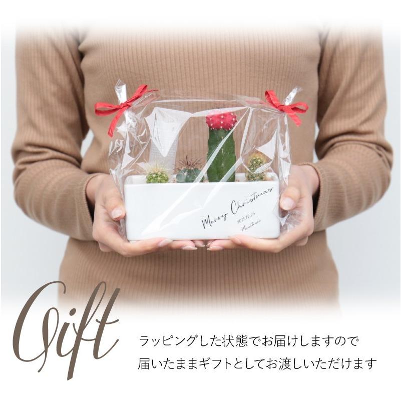 インテリア 観葉植物 グリーン 寄せ植え 緋牡丹 多肉 かわいい 誕生日 プレゼント名入れ ギフト ミニサボテン寄せ Sbtn 名入れギフトのおもしろ名札工房 通販 Yahoo ショッピング