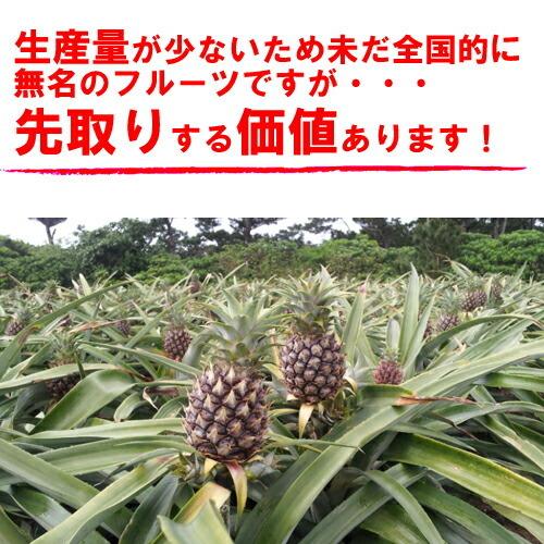 パイナップル 送料無料 沖縄産 ピーチパイン 業務用(大量) 15kgサイズ(15-22個) パインアップル_1