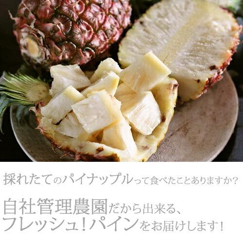 パイナップル 送料無料 沖縄産 ピーチパイン 業務用(大量) 15kgサイズ(15-22個) パインアップル_2