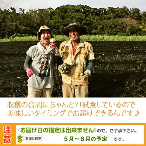 スナックパイン 沖縄産 パイナップル 約20kg (16?30個) 送料無料 ギフト パインアップル_3