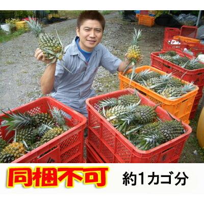 スナックパイン 沖縄産 パイナップル 約20kg (16?30個) 送料無料 ギフト パインアップル_6