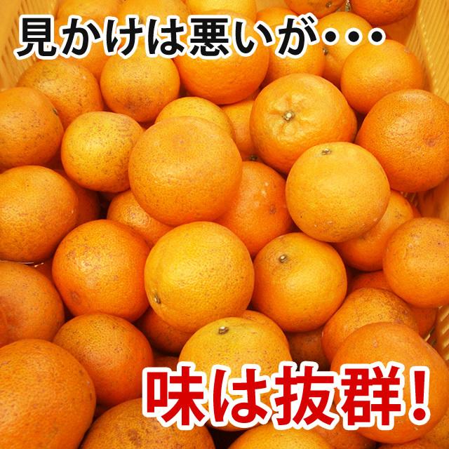 沖縄 たんかん＼タンカン専用皮むき付／沖縄産 タンカン 5kg (優品) 送料無料 産地直送！沖縄オレンジ(沖縄みかん)｜nagahama｜06