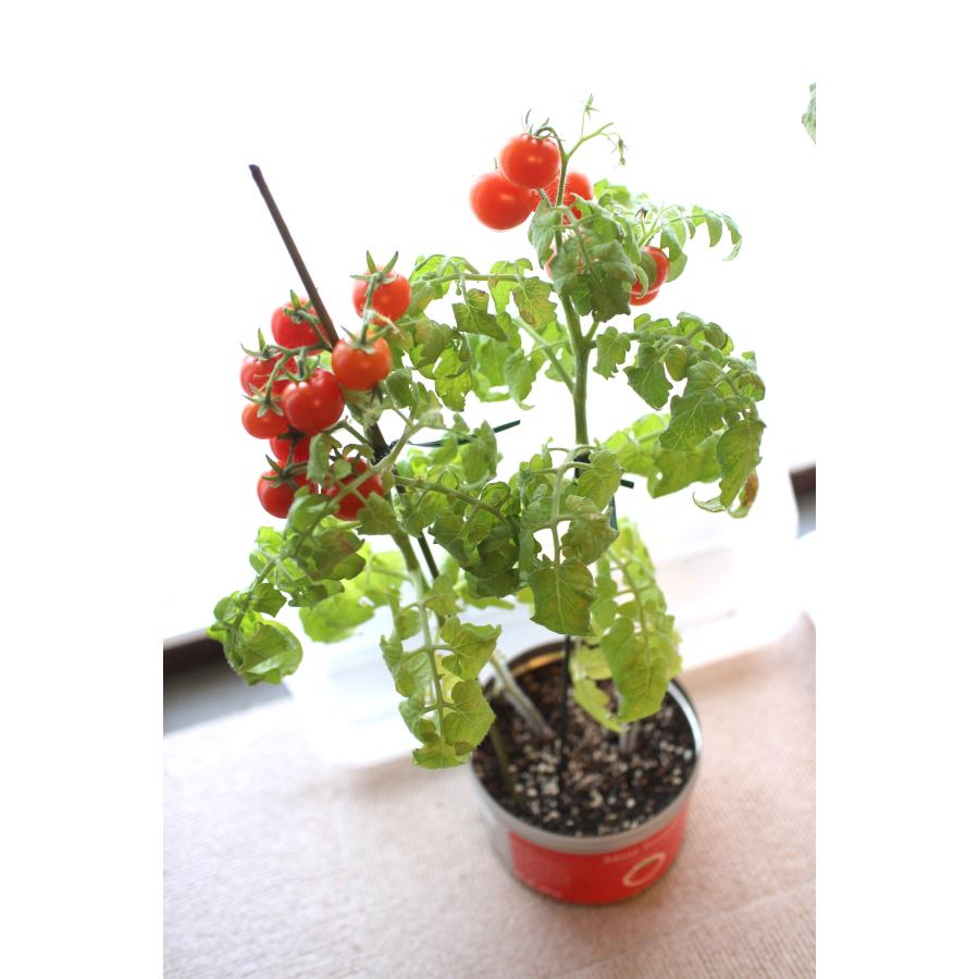 大きめの栽培キットは缶のままで育てて収穫！リトルガーデン・プロは9