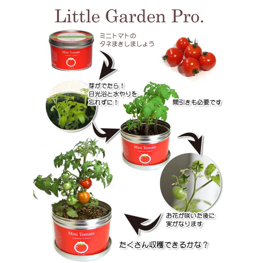 缶バド メンタイレッド とマグナム　缶バド リトルグリーンバック　セット ディヴェッラ完熟カットトマト缶2500g | 株式会社メモス