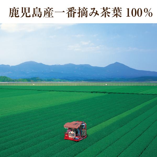 茶葉 お茶 緑茶 日本茶 鹿児島茶 さえみどり80g 2026年度産 : お茶通販
