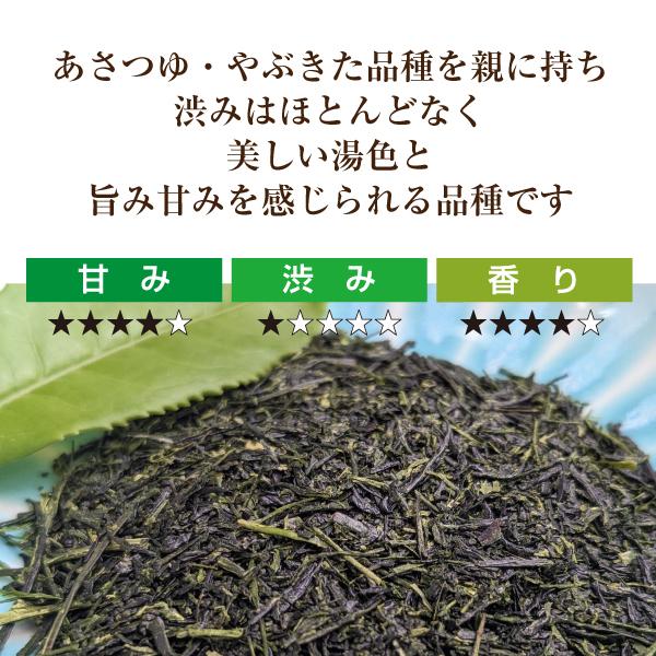 茶葉 お茶 緑茶 日本茶 鹿児島茶 さえみどり80g 2026年度産 : お茶通販