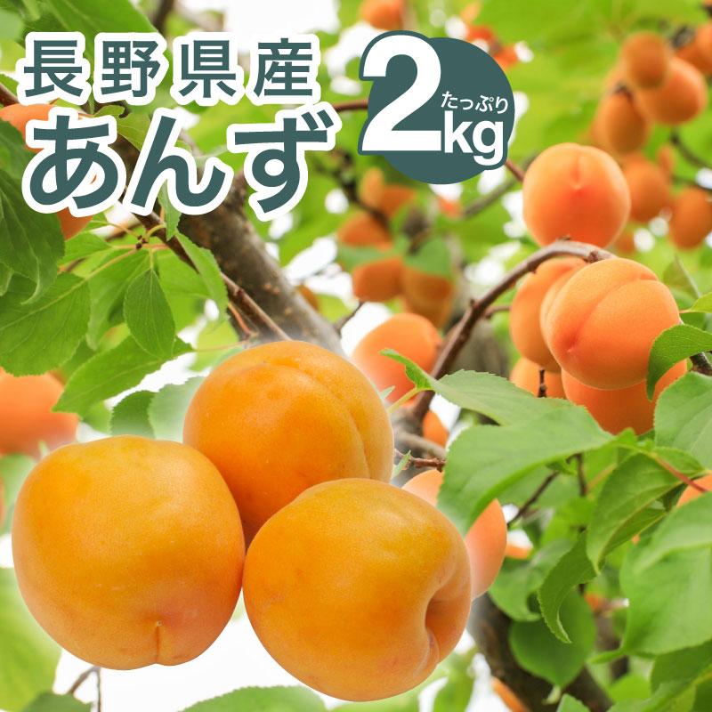 【予約販売】【特別価格】2026年産生あんず ジャム用 2kg 加工用 長野 信州 千曲産 ジャム コンポート 送料込 ※6月下旬頃〜順次発送 （沖縄・離島は配送不可）（Yahoo!・NAGANOマルシェセレクト）