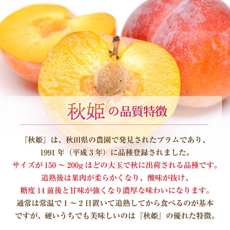 オーバーのアイテム取扱 予約 9月1日 9月30日の納品 プラム すもも 秋姫 約1 5kg 6 12玉 山形県産 秋ギフト 高糖度 果物 フルーツ ギフト 贈り物 通販 果実専用化粧箱 Gaviao Ba Gov Br