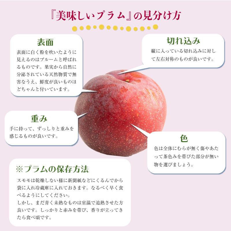 2940円 驚きの値段で 予約 9月1日 9月30日の納品 プラム すもも 秋姫 約600g 山形県産 秋ギフト 高糖度 果物 フルーツ ギフト 贈り物 通販 果実専用化粧箱 300g 2
