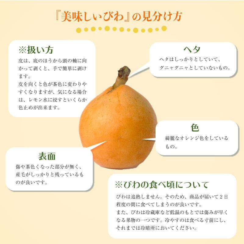 直輸入品激安 最短順次発送 長崎びわ L 2lサイズ 約250g 4 計約1kg 長崎県産 枇杷 びわ ビワ 美味しい ブランドびわ ギフト 贈答用 通販 高品位 Chihiroyasuhara Com