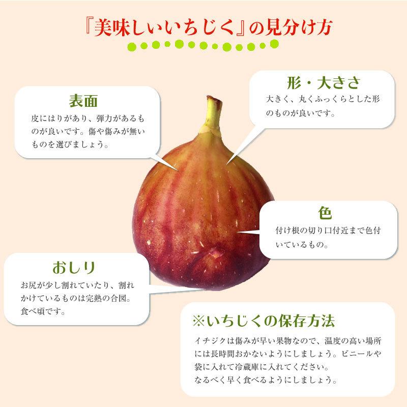 最短順次発送 完熟いちじく約300g X 2 計約600g 愛知県産ほか 果実専用化粧箱 お中元 御中元 夏ギフト お取り寄せ Ichijiku300g2 サロンドフルーツ 日本橋 通販 Yahoo ショッピング