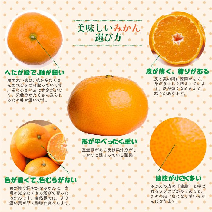 予約 11月25日 12月25日の納品 マル賢みかん 青秀 約 5kg Sml 樹上完熟 マルケンみかん 和歌山県産 けんぽう マル賢 マルケン まるけん ギフト みかん 箱買い Marukena5k サロンドフルーツ 日本橋 通販 Yahoo ショッピング