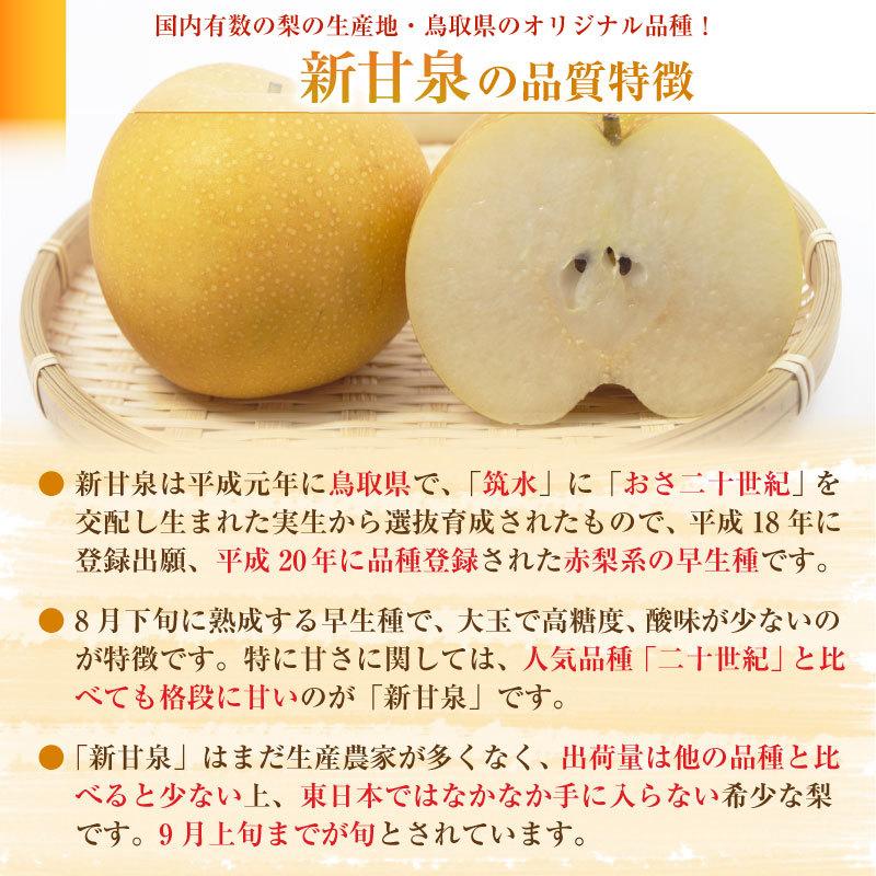 鳥取県 糖度保証 新甘泉 しんかんせん 梨 自家用玉サイズ 9 10玉 2 5kg箱 買物 取り寄せ フルーツ 旬の果物 くだもの 予約 8月31日 9月日のご納品 おすすめ