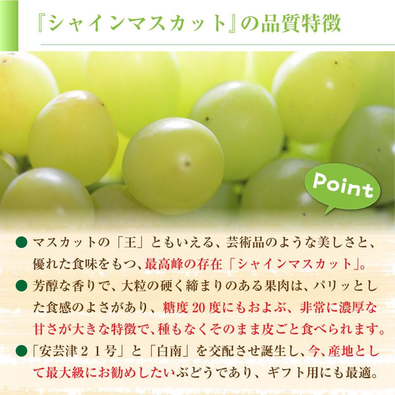 8箱目！10箱限定！山梨県産　甘熟ゴールデンシャインマスカット