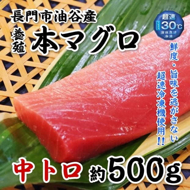 予約販売】本まぐろ中トロ500g約5人前 山口県長門市油谷湾養殖 本
