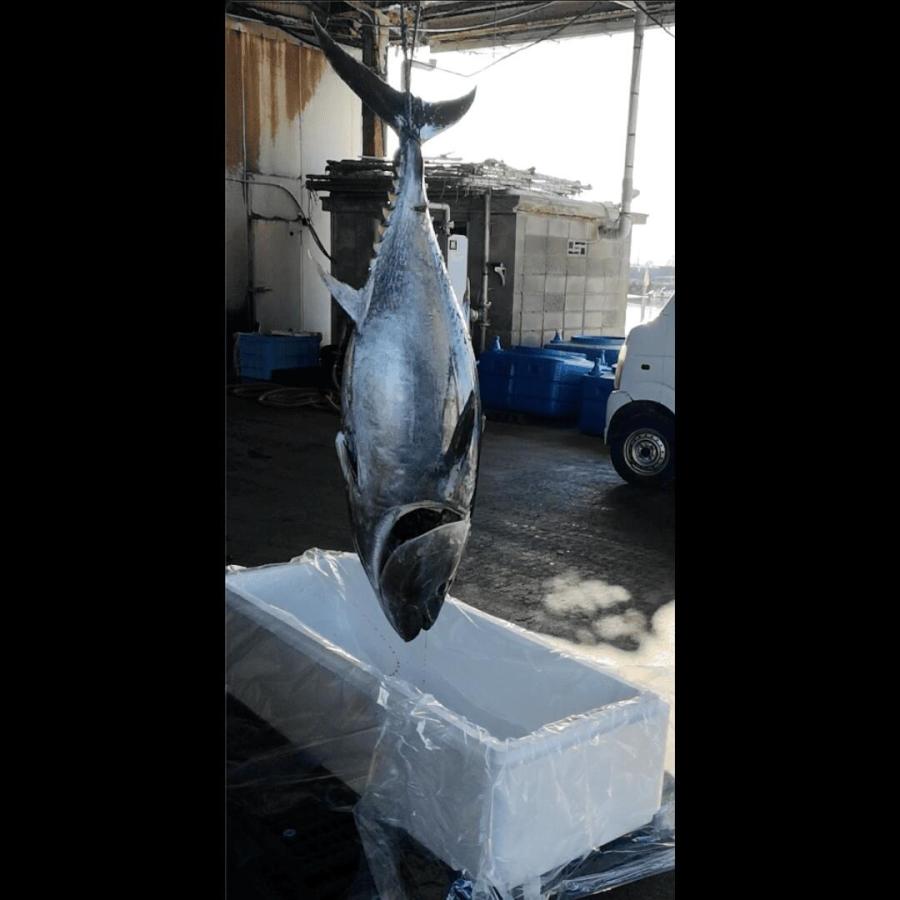 本まぐろ中トロ500g約5人前 山口県長門市油谷湾養殖 本マグロ 柵 刺身