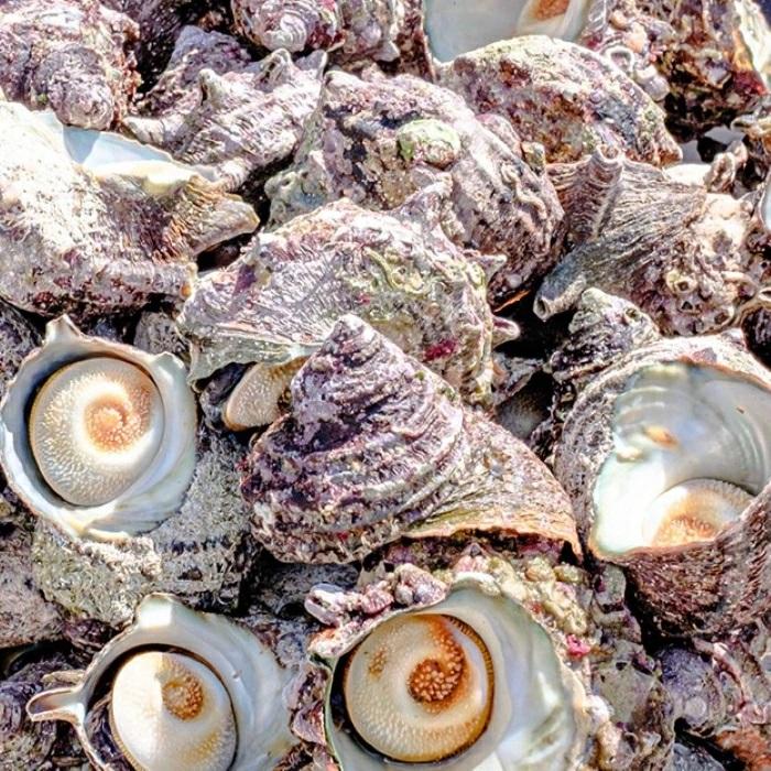 【やまぐちECエール便】 さざえ 瓶詰め 刺身 8本セット 味付き 冷蔵 サザエ 栄螺 サザエ刺身 貝 海鮮 山口県 長門市 漁師 手作り ...