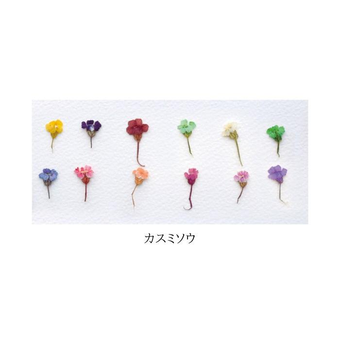 メール便可能 ドライフラワー 12色セット 収納ケース付き 選べる3種類 レースフラワー カスミソウコデマリ 1 スタジオネイル 通販 Yahoo ショッピング