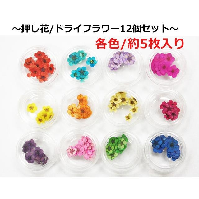 オリジナルカラー押し花リング　押し花　小花　ドライフラワー ドライフラワー（ 押し花or小花 ）メール便送料無料（ あすつく