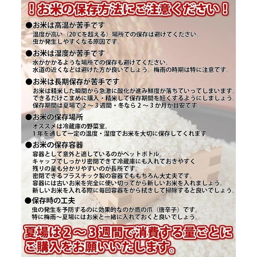 米 10キロ 令和7年産 新米 精米 北陸・石川県産 つきあかり 10kg 送料
