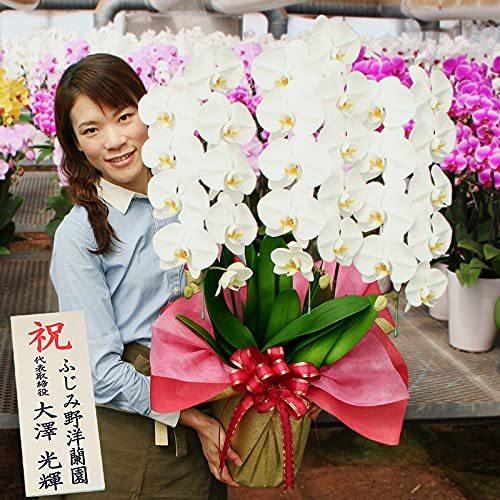 日本販売好調 ふじみ野ラン園 胡蝶蘭3本立ち 生花 ご自宅用としても楽しめる花持ち 胡蝶蘭3本立ち 生花 ギフト 白 木札付き 専門サイト Razzaqassociates Com