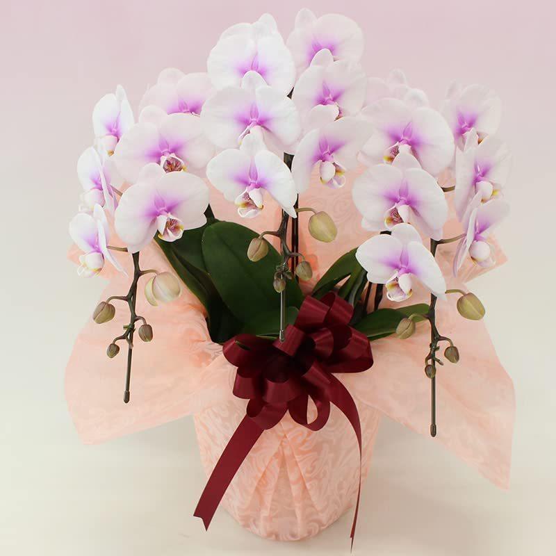 オンラインストアファッション ふじみ野ラン園 幸せが飛んでくる胡蝶蘭3本立ち 生花 白ピンク 各種お祝い 当選祝い 叙勲 開店祝い お誕生 カウンターアニバーサリー Pceamukinyi Com
