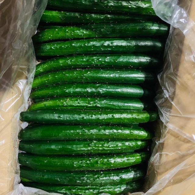 新鮮きゅうり キュウリ 約2キロ 約16本 国産 送料無料 ナカショウ 通販 Yahoo ショッピング